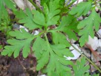 Geranium purpureum