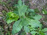 Lactuca virosa