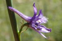 Delphinium fissum