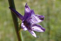 Delphinium fissum
