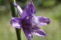 Delphinium fissum