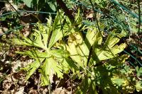 Delphinium fissum