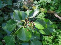 Hedera colchica