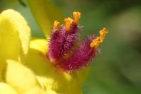 Verbascum chaixii subsp. chaixii