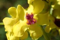 Verbascum chaixii subsp. chaixii