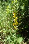 Verbascum chaixii subsp. chaixii