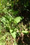 Verbascum chaixii subsp. chaixii