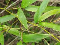 Phyllostachys aurea