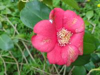Camellia sasanqua