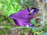 Iris pumila