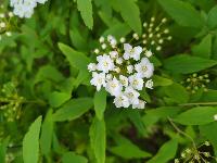 Spiraea cantoniensis