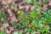 Ranunculus auricomus
