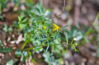 Ranunculus auricomus