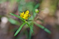 Ranunculus auricomus