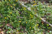 Ranunculus auricomus