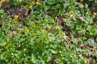Ranunculus auricomus