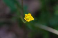 Ranunculus auricomus