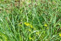 Cruciata laevipes
