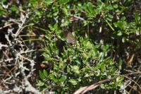 Rhamnus saxatilis
