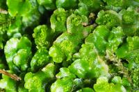 Lunularia cruciata