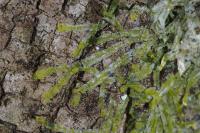 Metzgeria furcata