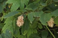 Carpinus ostrya