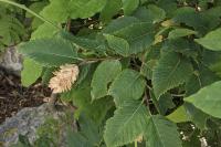 Carpinus ostrya