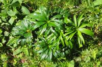 Helleborus viridis