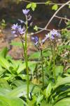 Tractema lilio-hyacinthus