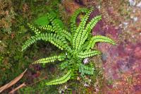 Asplenium trichomanes