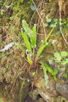 Asplenium scolopendrium