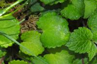 Saxifraga hirsuta
