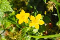 Lysimachia nemorum