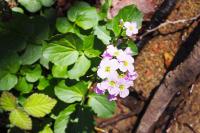 Cardamine raphanifolia