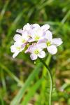 Cardamine pratensis