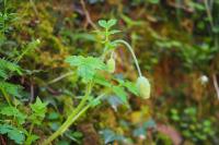 Papaver cambricum