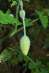 Papaver cambricum