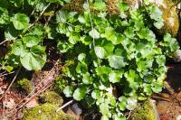 Cardamine raphanifolia