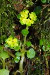 Chrysosplenium oppositifolium
