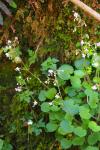 Saxifraga hirsuta