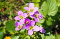 Cardamine raphanifolia