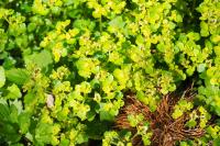 Chrysosplenium oppositifolium