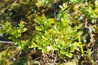 Vaccinium myrtillus