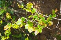 Vaccinium myrtillus