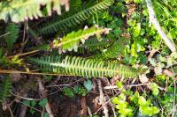 Struthiopteris spicant