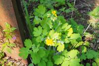Chelidonium majus