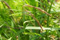 Carex pendula