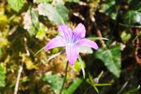 Campanula patula