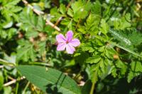 Geranium robertianum