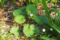 Alliaria petiolata